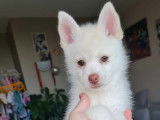 Chiot Pomsky F3 1500&euro;