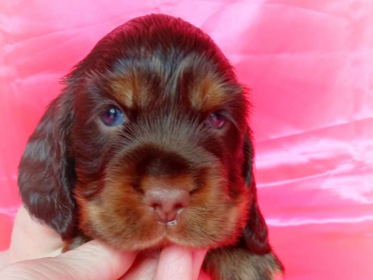 Chiots Cocker Anglais à vendre
