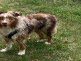 Mâle Berger Australien disponible pour saillie