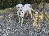 Chiots Dalmatiens à réserver
