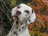 Chiots Dalmatiens à réserver