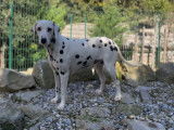Chiots Dalmatiens à réserver