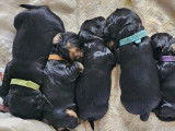 6 chiots lof 4 mâles et 1 femelle