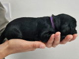 violette chiot lof disponible 15 juillet