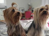 Male Yorkshire Terrier toy à vendre