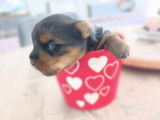 Male Yorkshire Terrier toy à vendre