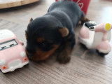 Male Yorkshire Terrier toy à vendre