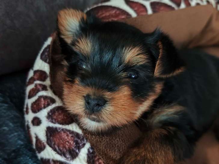 FEMELLE Yorkshire Terrier toy à vendre