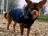 Mâle Chihuahua disponible pour saillie