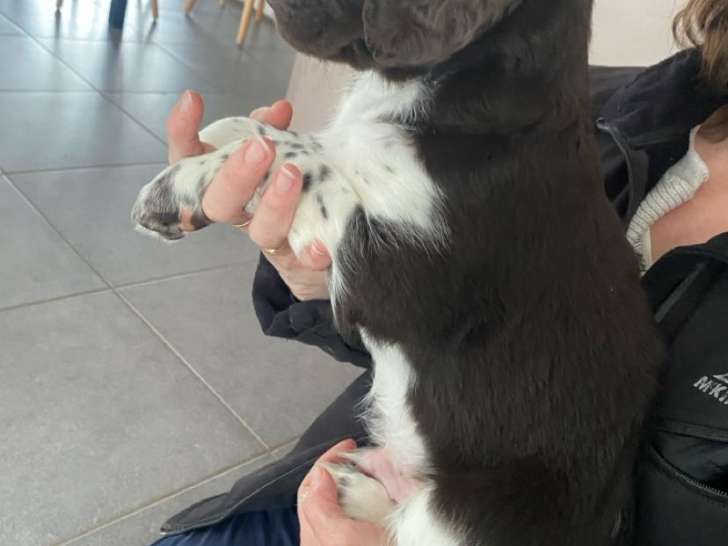 Chiots de race Petit Epagneul de Münster à vendre (3 femelles & 4 mâles)