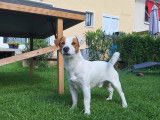 Rocky, mâle Jack Russel LOF disponible pour saillie