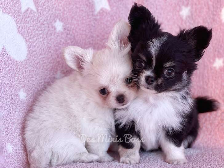 Chiots Chihuahua LOF à vendre