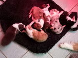 Chiots Berger Australien à vendre