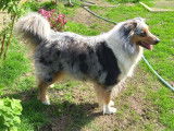 Chiots Berger Australien à vendre