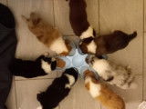 Chiots Berger Australien à vendre