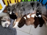 Chiots Berger Australien à vendre