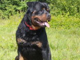 Mâle Rottweiler LOF disponible pour saillie