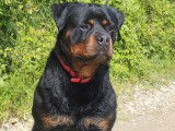 Mâle Rottweiler LOF disponible pour saillie