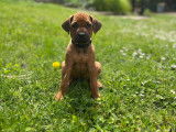 Chiots Rhodesian Ridgeback LOF à vendre