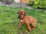 Chiots Rhodesian Ridgeback LOF à vendre