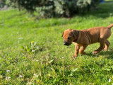 Chiots Rhodesian Ridgeback LOF à vendre