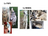 Chiots Husky Sibérien LOF à vendre