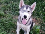 Chiots Husky Sibérien LOF à vendre