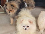 Loulou de pomeranie a vendre