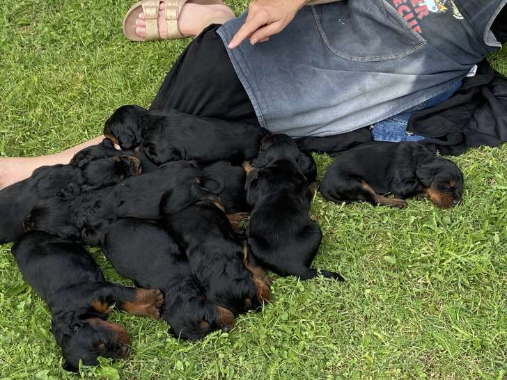 Chiots de race Setter Gordon à vendre (3 femelles & 7 mâles)