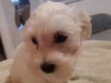 VOYOU Chiot mâle Bichon Maltais à vendre