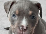 Chiots American Bully à vendre