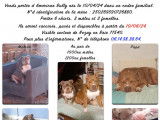 Chiots American Bully à vendre