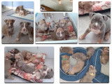 Chiots American Bully à vendre