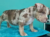 Superbes chiots American Bully micro disponibles à la réservation