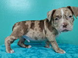 Superbes chiots American Bully micro disponibles à la réservation