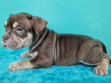 Superbes chiots American Bully micro disponibles à la réservation