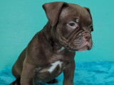 Superbes chiots American Bully micro disponibles à la réservation