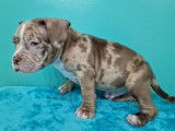 Superbes chiots American Bully micro disponibles à la réservation