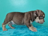 Superbes chiots American Bully micro disponibles à la réservation
