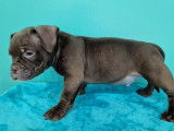 Superbes chiots American Bully micro disponibles à la réservation