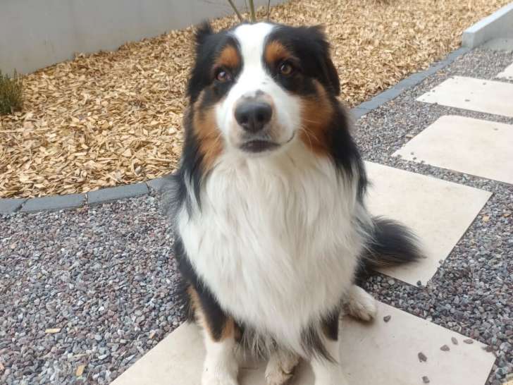 Ruben, mâle Berger Australien LOF disponible pour saillie