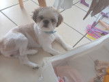 Chien Shih Tzu disponible pour saillie