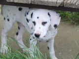 Volt, chiot Dalmatien à vendre