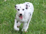 Volt, chiot Dalmatien à vendre