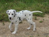 Volt, chiot Dalmatien à vendre
