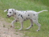 Volt, chiot Dalmatien à vendre