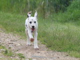 Volt, chiot Dalmatien à vendre