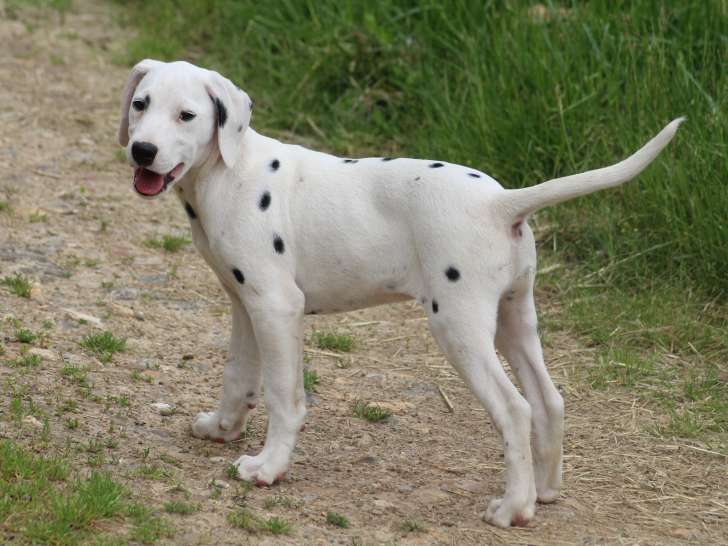 Vrap, chiot Dalmatien à vendre
