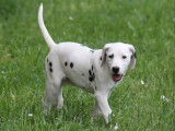 Vrap, chiot Dalmatien à vendre