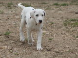 Vrap, chiot Dalmatien à vendre